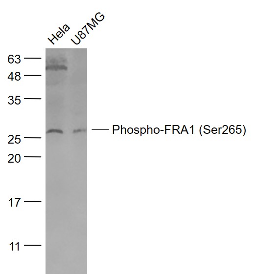 phospho-FRA1 (Ser265) Rabbit p