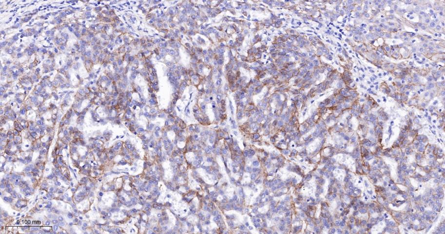 N-cadherin Mouse mAb(bsm-34125