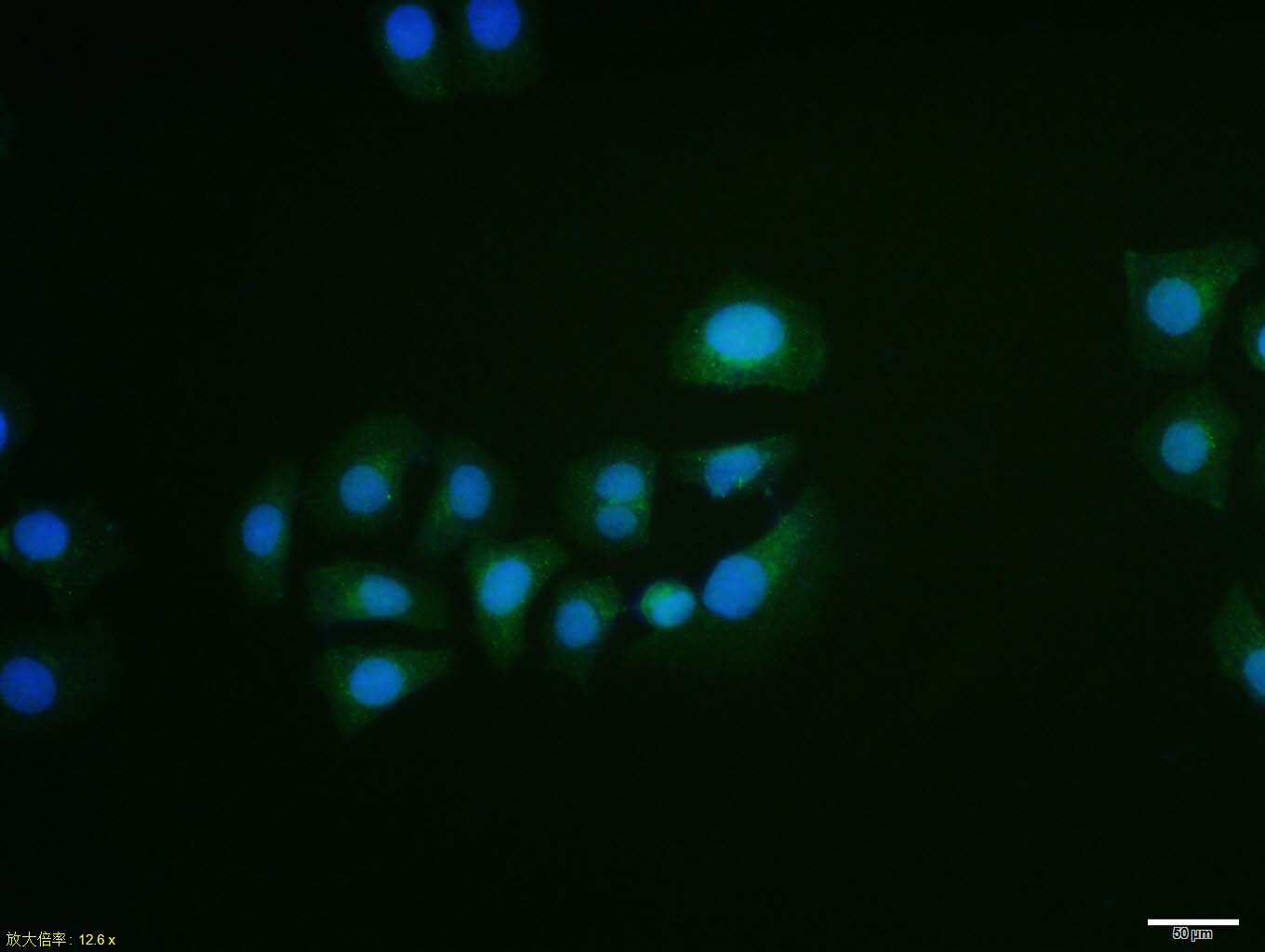 Prohibitin Rabbit pAb(bs-1449R