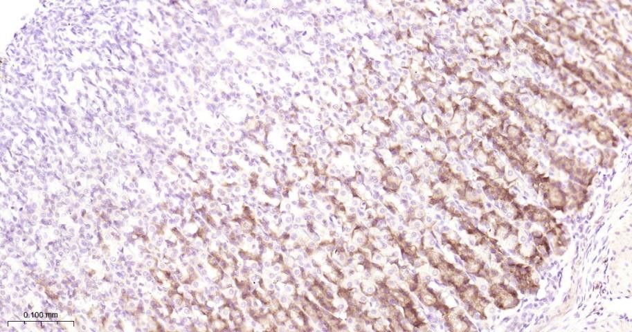 AGR2 Recombinant Rabbit mAb(bs