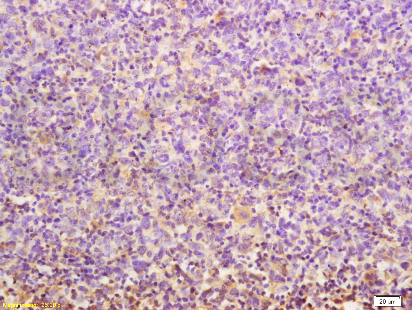 PEG10 Rabbit pAb(bs-1084R)-50u