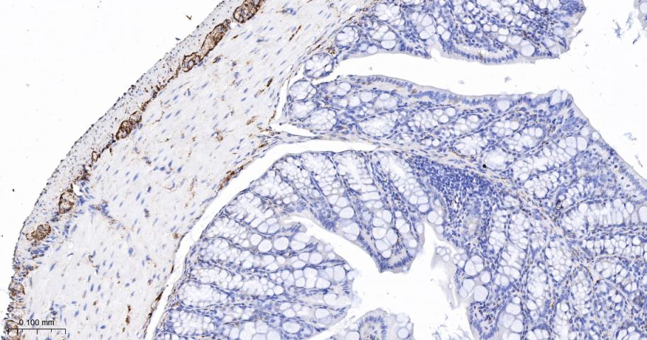 Synaptophysin Recombinant Rabb