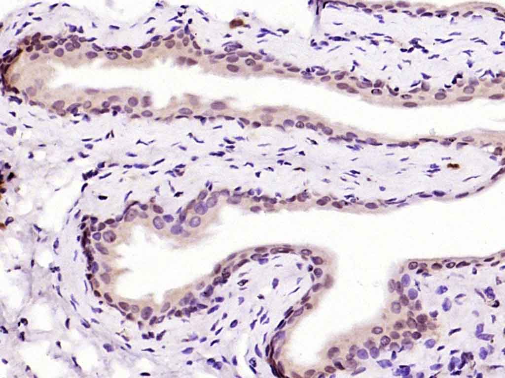 HMG4/HMGB3 Rabbit pAb(bs-8809R