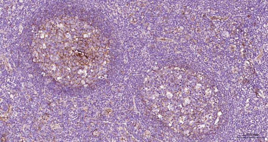 ICAM1 Rabbit pAb(bs-0608R)-50u