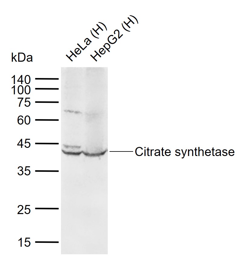 Citrate synthetase Rabbit pAb(