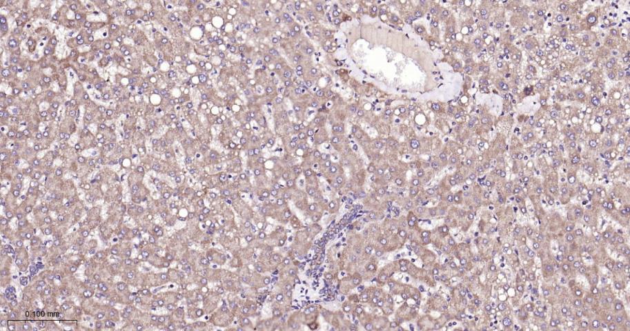 SIRT3 Rabbit pAb(bs-6105R)-50u