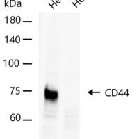 CD44 Knockout Hela Cell Line (Pool)