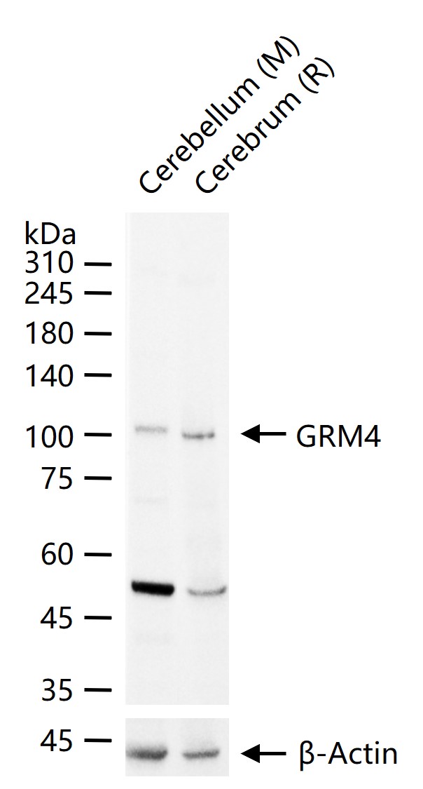 GRM4 Rabbit pAb(bs-1894R)-50ul