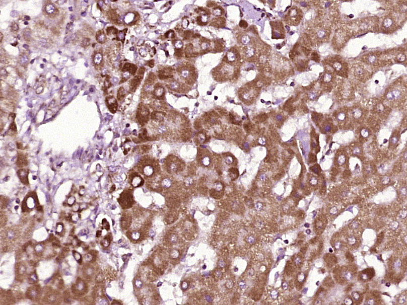 CD1B Rabbit pAb(bs-23494R)-50u