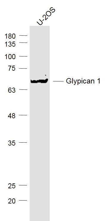 Glypican 1 Rabbit pAb(bs-21787