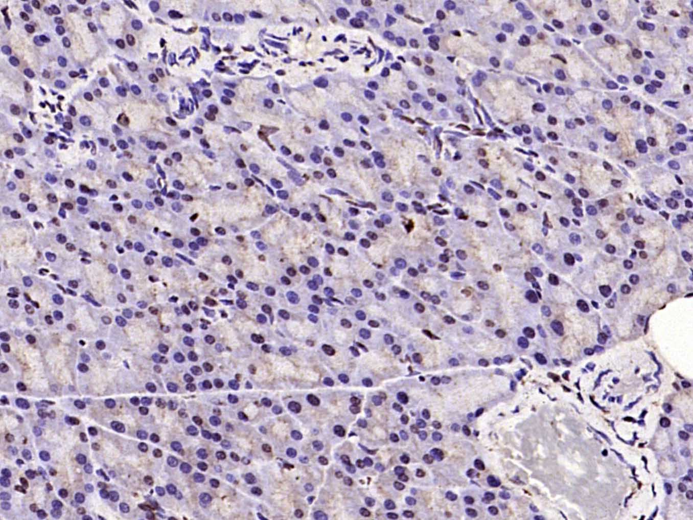 Histone H3 (Acetyl K23) Rabbit