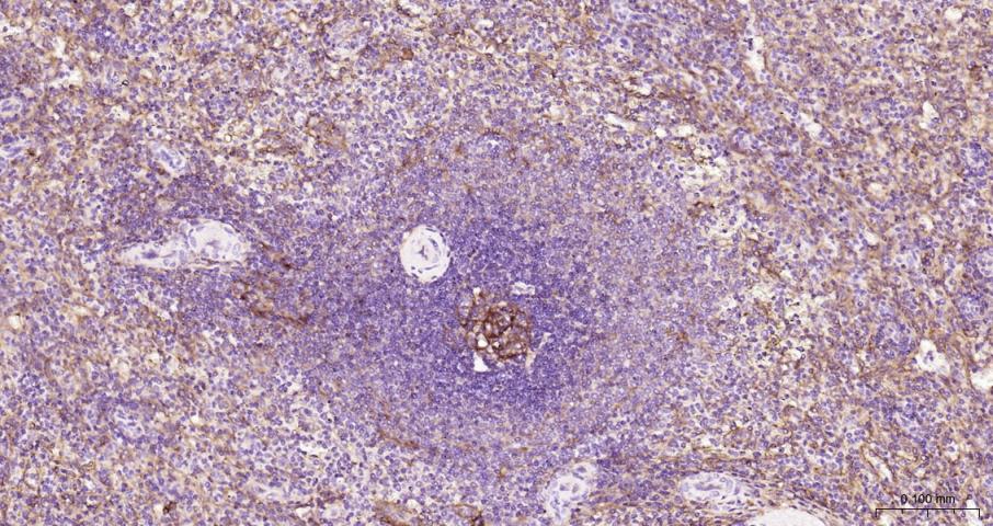 ICAM1 Rabbit pAb(bs-0608R)-50u