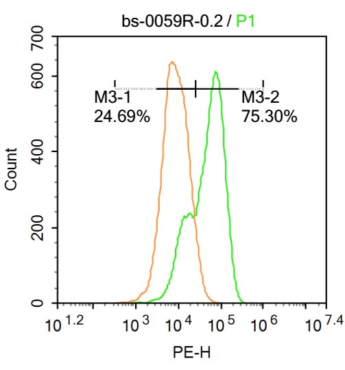 APAF1(NT) Rabbit pAb(bs-0059R)