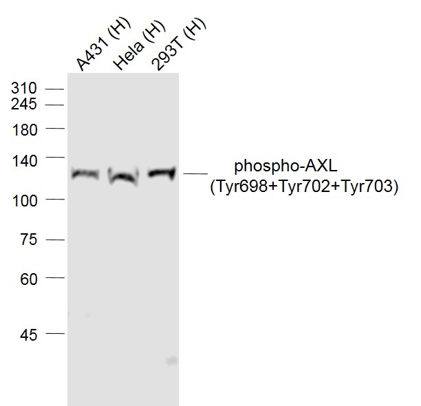 phospho-AXL (Tyr698+Tyr702+Tyr