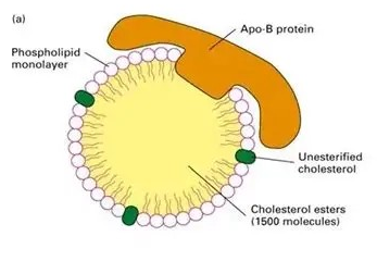 脂蛋白是什么？它与人体健康有哪些关联？