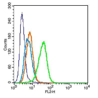 CD20 Rabbit pAb(bs-0080R)-50ul
