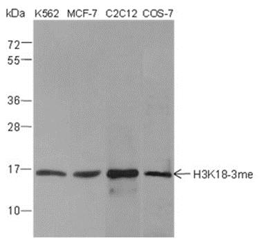 Tri-Methyl-Histone H3 (Lys18)
