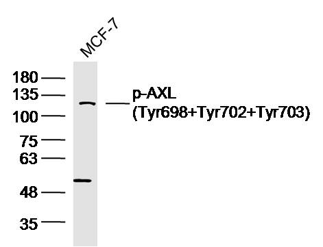 phospho-AXL (Tyr698+Tyr702+Tyr