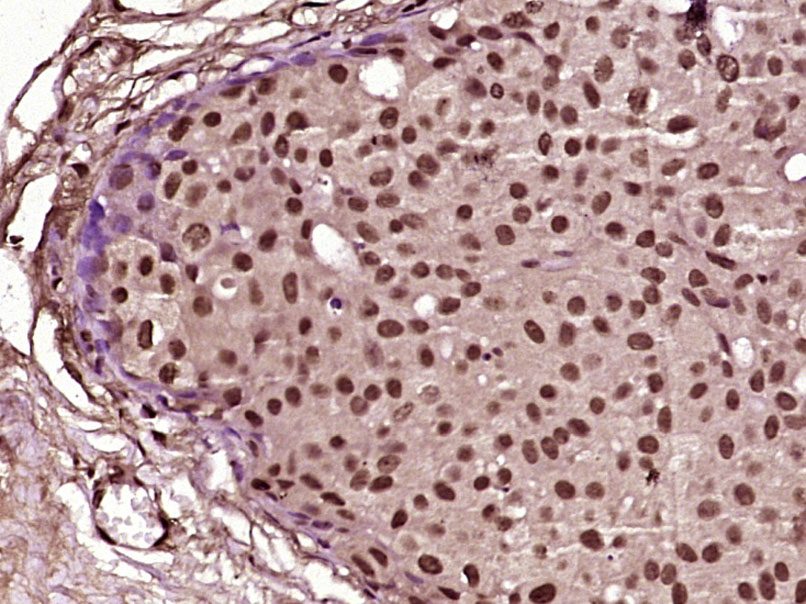 FAM122A Rabbit pAb(bs-14706R)-