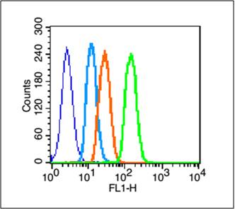 phospho-EGFR (Tyr845) Rabbit p