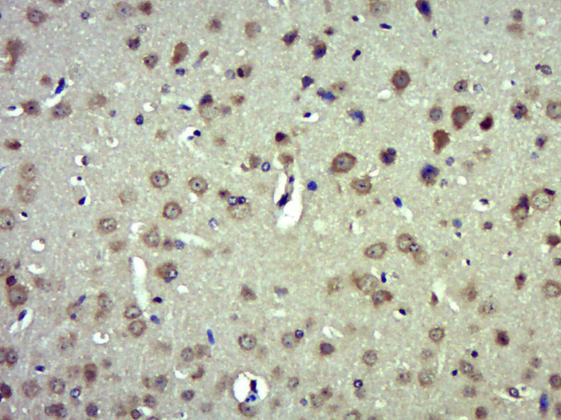 Striatin 3 Rabbit pAb(bs-12135