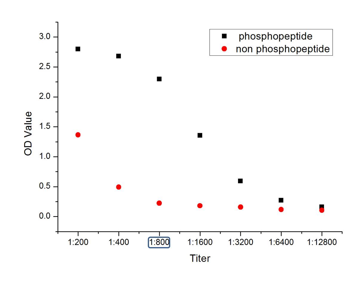 phospho-BTK (Tyr223) Rabbit pA