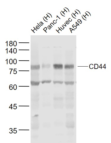 CD44 Rabbit pAb(bs-0521R)-50ul