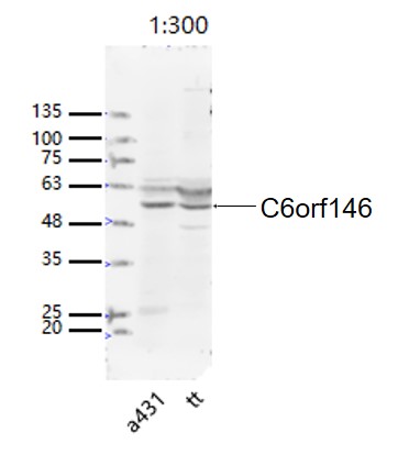 C6orf146 Rabbit pAb(bs-15223R)