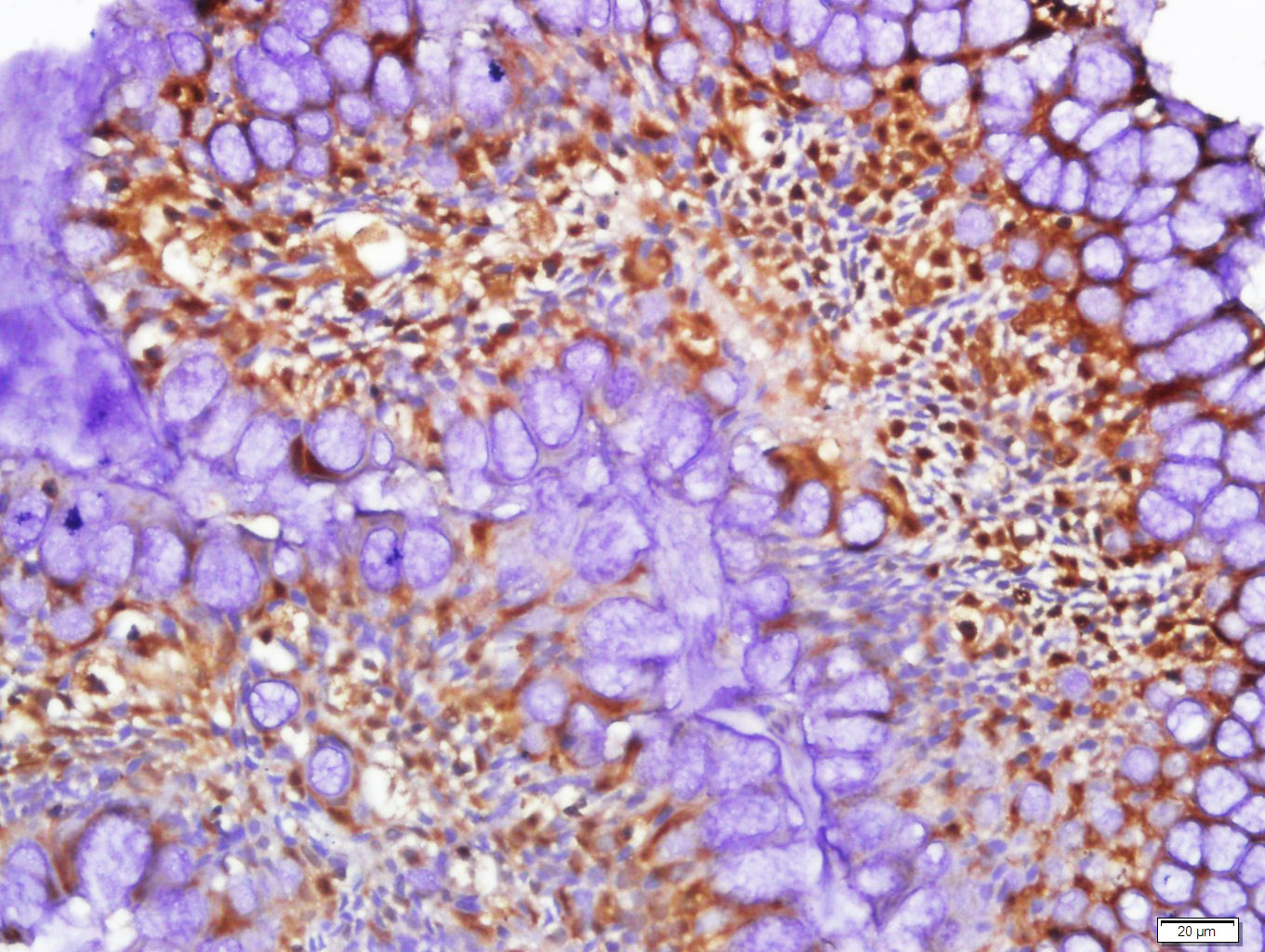 LKB1 Rabbit pAb(bs-3948R)-50ul