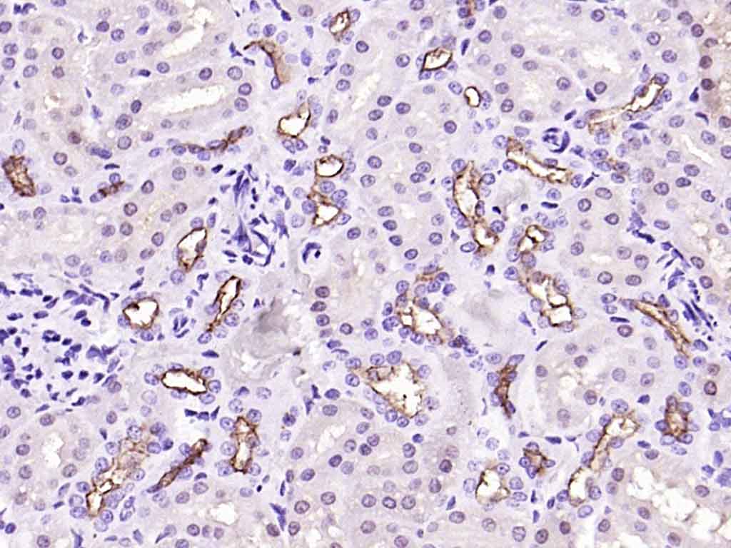 MUC1 Rabbit pAb(bs-1497R)-50ul