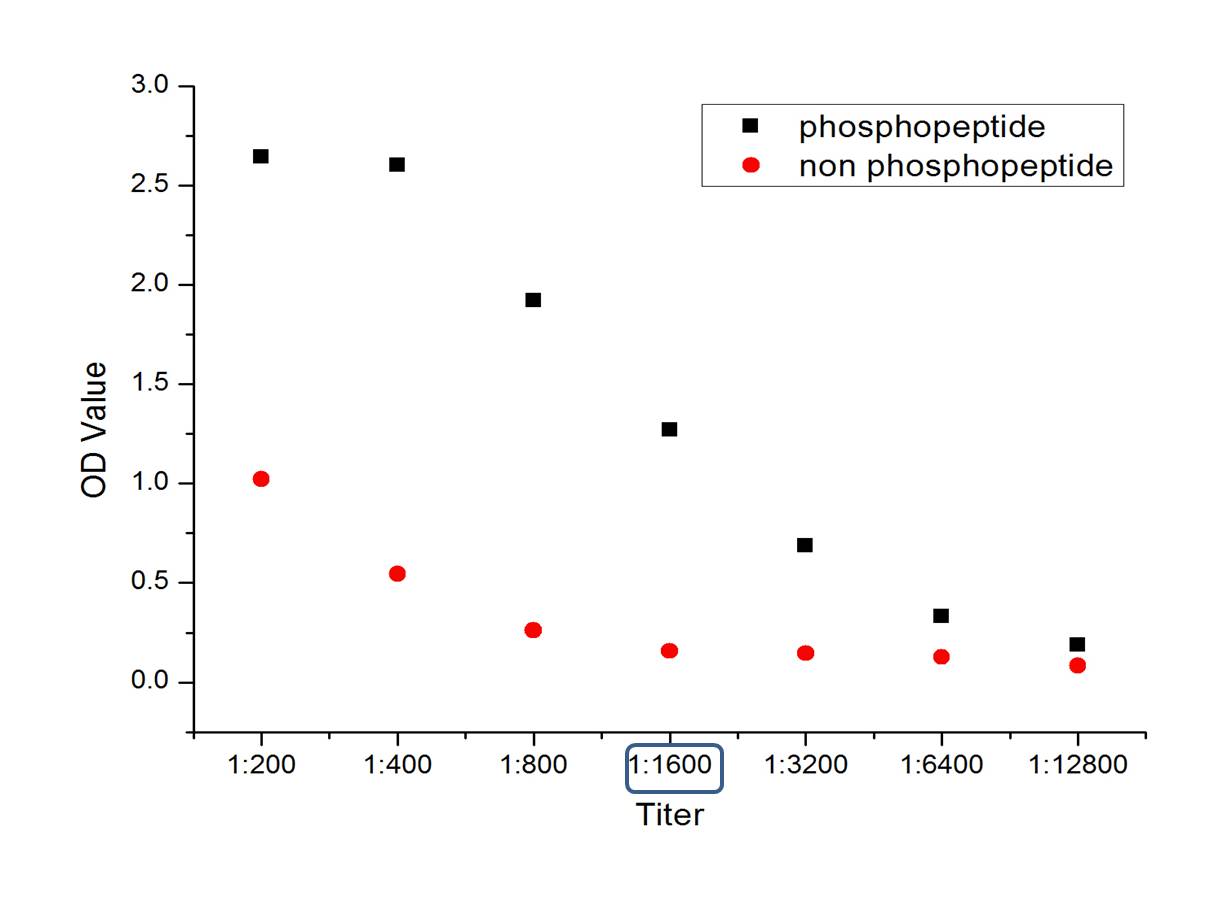 phospho-FGFR1 (Tyr307) Rabbit 