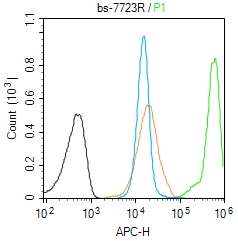 REC8 Rabbit pAb(bs-7723R)-50ul