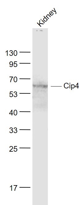 Cip4 Rabbit pAb(bs-4266R)-50ul