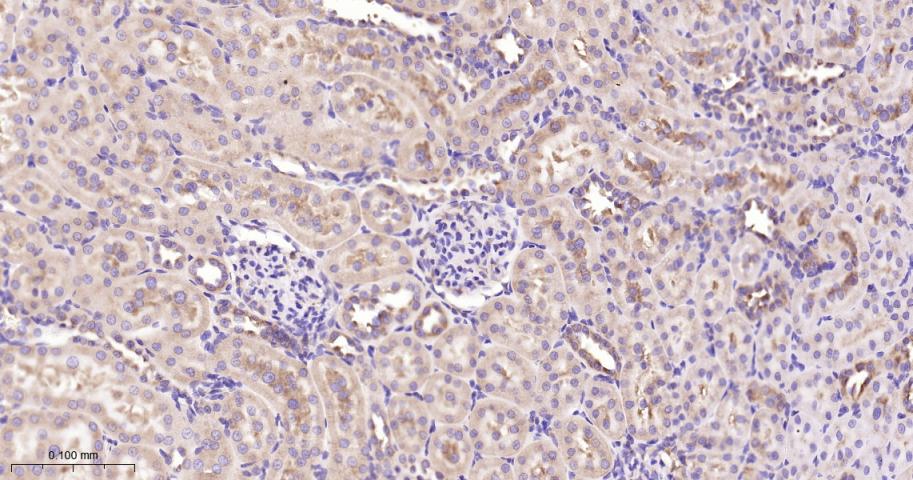 EIF2S1 Recombinant Rabbit mAb(