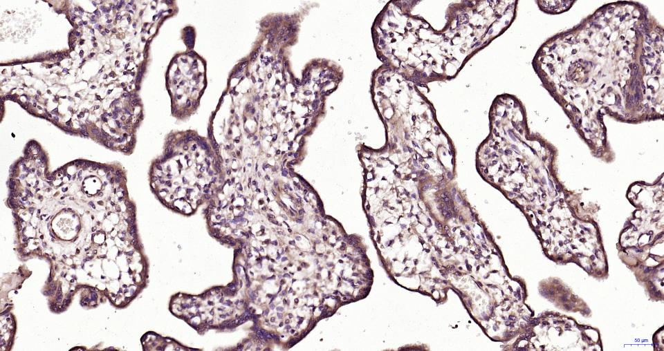 TBK1 Rabbit pAb(bs-7497R)-50ul