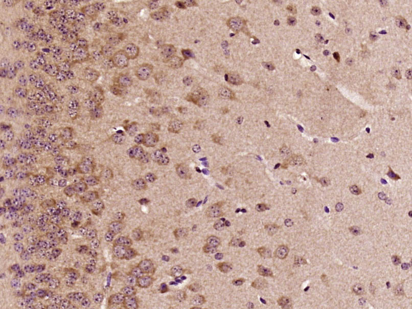 phospho-RAF1 (Thr269) Rabbit p