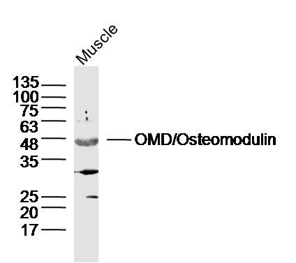 OMD/Osteomodulin Rabbit pAb(bs