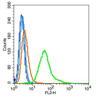 NME1/NM23A Rabbit pAb(bs-1066R