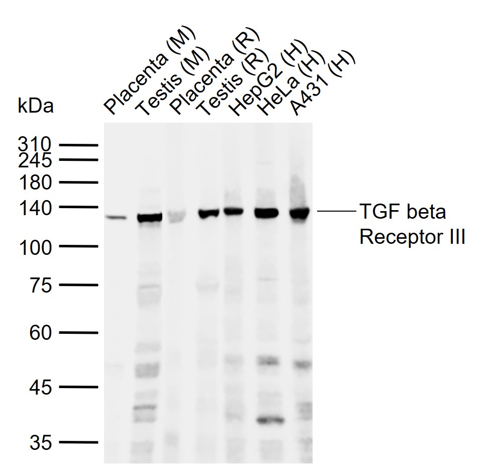 TGF beta Receptor III Rabbit p