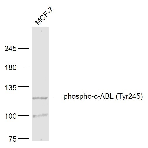 phospho-c-ABL (Tyr245) Rabbit 