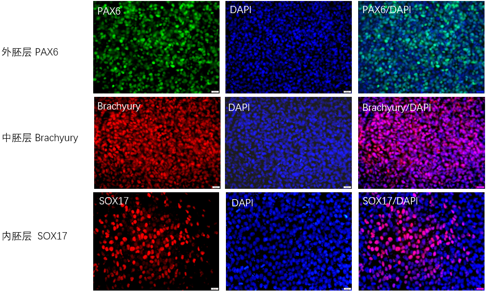 什么是干细胞？一文读懂这种 “细胞” 的奥秘