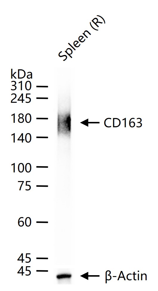 产品细节图片15