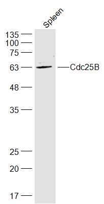 Cdc25B Rabbit pAb(bs-4094R)-50