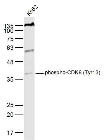 phospho-CDK6 (Tyr13) Rabbit pA