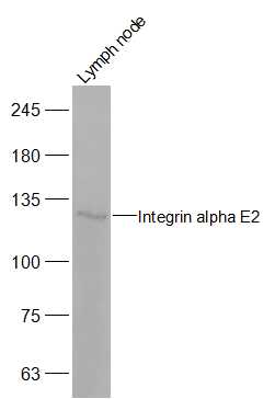 Integrin alpha E Rabbit pAb(bs
