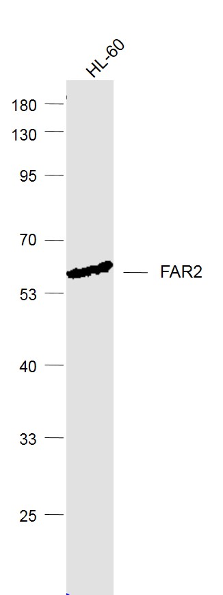 FAR2 Rabbit pAb(bs-10256R)-50u