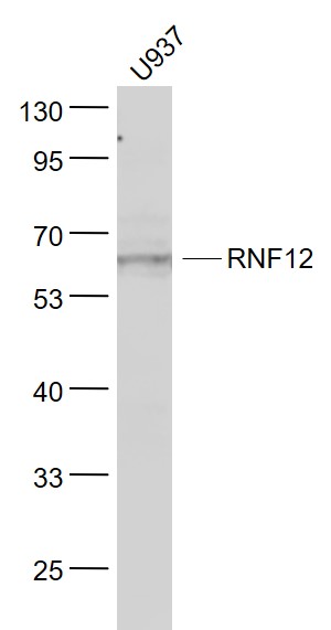RNF12 Rabbit pAb(bs-9177R)-50u
