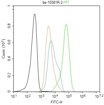 phospho-Smad1 (Ser463) Rabbit 