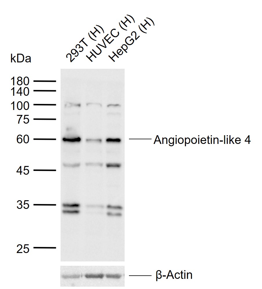 Angiopoietin-like 4 Rabbit pAb