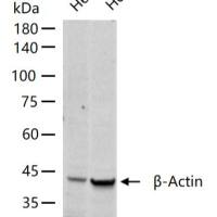 HMGB1 Knockout Hela Cell Line (Pool)